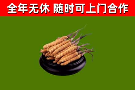 合肥烟酒回收冬虫夏草.jpg