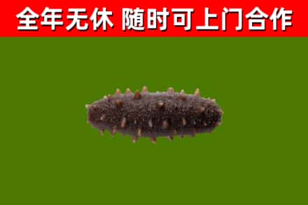 合肥回收海参干